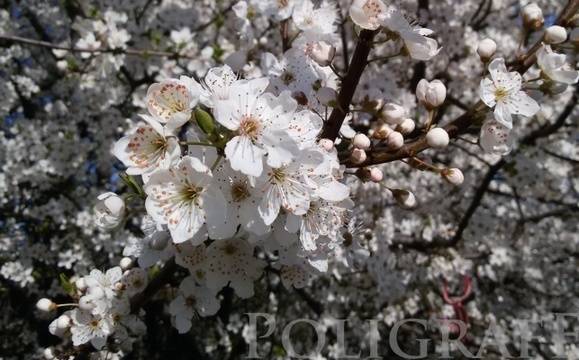 Днес посрещаме астрономическата пролет