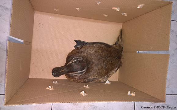 Бургаски екоинспектори спасиха защитен вид птица