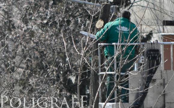 „Струма“ е на ред за подрязване на дърветата