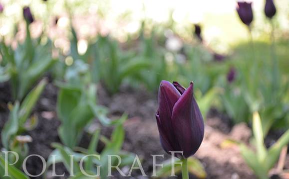 Неделята ще бъде слънчева