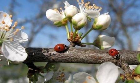 Днес слънчево с максимални температури между 20° и 25°