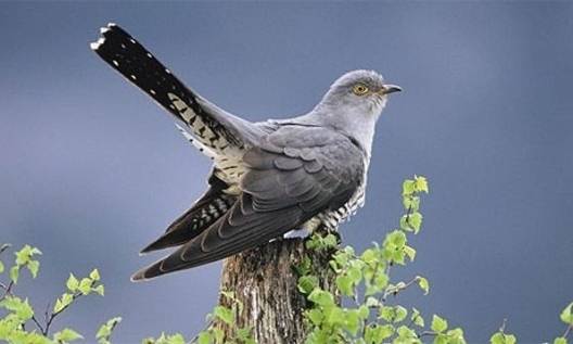 Благовец, Благовещение