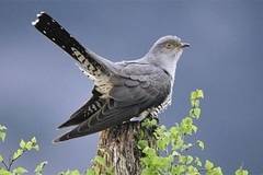 Благовец, Благовещение