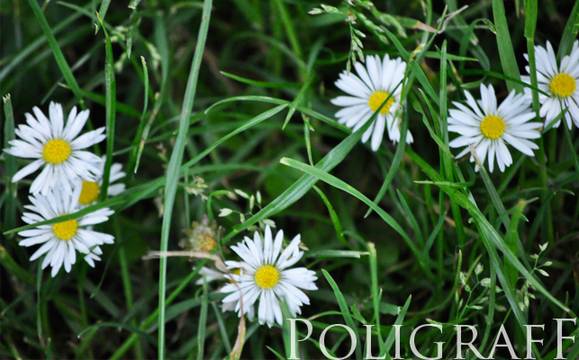 Тази седмица ще пръскат и срещу комари, и срещу кърлежи