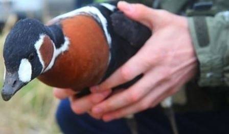 Лъсна истината! bTV взимат пари от зелените по европроект