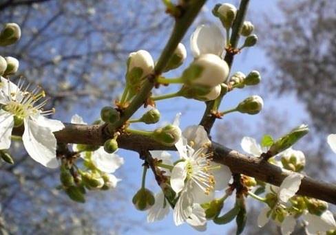 Днес слънчево с максимални температури между 10° и 15°