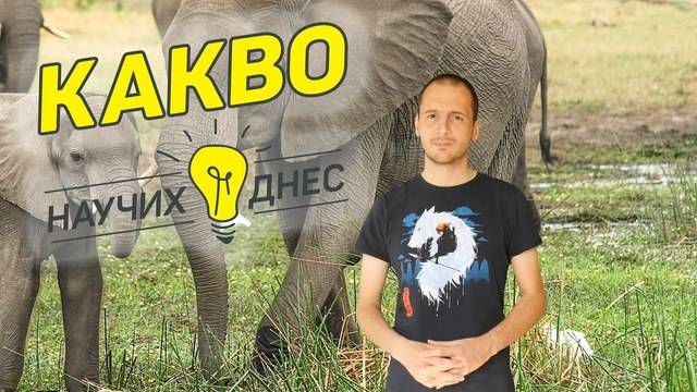 Нуждата от слонова кост и влиянието на хората върху природата