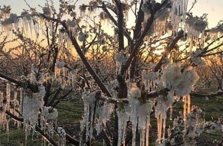 Слана съсипа овощните дървета. Черешите и сливите загинаха