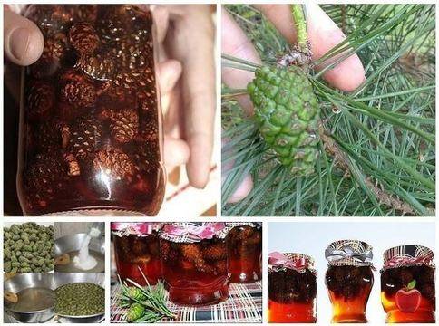 Как се прави вкусният и полезен боров мед от зелени шишарки: съкровище в бурканче, пази от грип и настинки