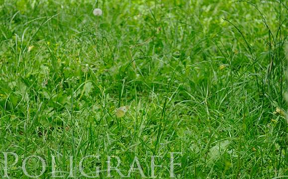 Обработката против кърлежи стигна до „Славейков“