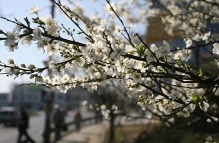 Днес слънчево, като на отделни места ще превали. Максималните температури ще са между 13° и 18°