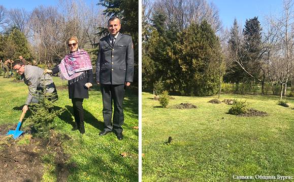 15 млади атласки кедъра ще хвърлят сенки край „Флората“