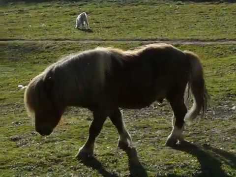 ЖИВОТИНСКИЯТ СВЯТ НА ДЕВНЕНСКИТЕ КАРСТОВИ ИЗВОРИ-ОТ КОКОШКА И ПЕТЕЛ ДО ПОНИ И КОЗЕЛ (ЧАСТ 2)
