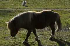 ЖИВОТИНСКИЯТ СВЯТ НА ДЕВНЕНСКИТЕ КАРСТОВИ ИЗВОРИ-ОТ КОКОШКА И ПЕТЕЛ ДО ПОНИ И КОЗЕЛ (ЧАСТ 2)