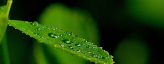 Химичен състав на дървесината