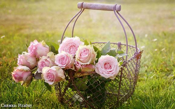 Правителството одобри Закон за маслодайната роза