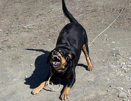 Ротвайлери нахапаха жестоко деца и възрастен мъж край с. Железница