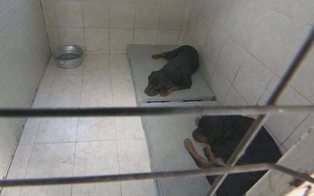 Прокуратурата иска постоянен арест за собственичката на кучетата, нахапали деца