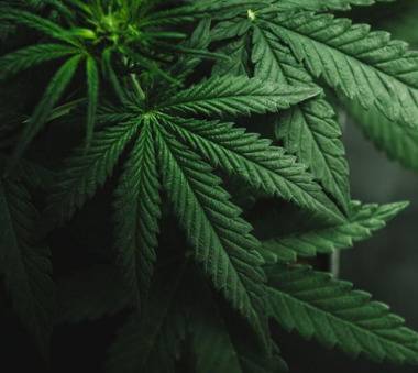 Хванаха двама мъже с наркотици в Хасково