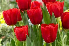 Лазаровден