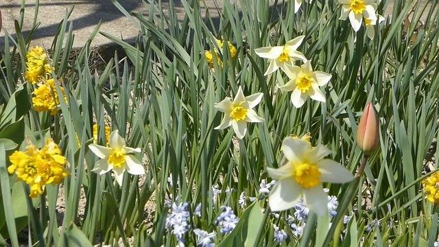 Пролетни цветя в градината на баба