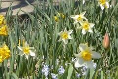 Пролетни цветя в градината на баба