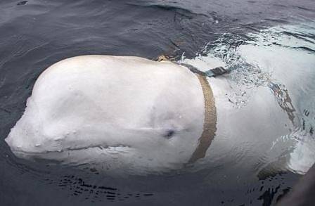 В Норвегия заловиха кит по подозрение, че е руски шпионин