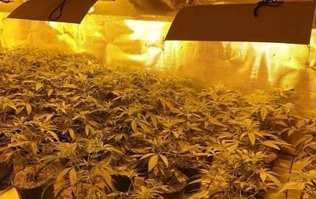 Откриха наркооранжерия в бунгала на яз. „Искър” (СНИМКИ)