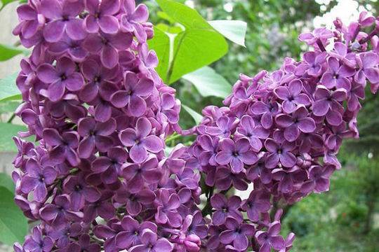 Времето през май – предимно слънчево, с кратки дъждове и гръмотевици