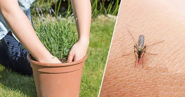Ако искате да се Предпазите от Комари, започнете да Отглеждате тези Репелентни Растения във Вашия Двор или Балкон!