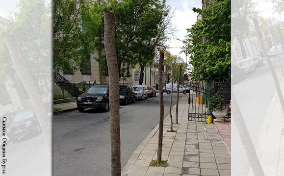 Общината: Частно лице е окастрило дърветата на „Рилска“, наложена му е глоба