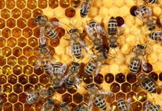 Учените откриха нещо изумително за пчелите