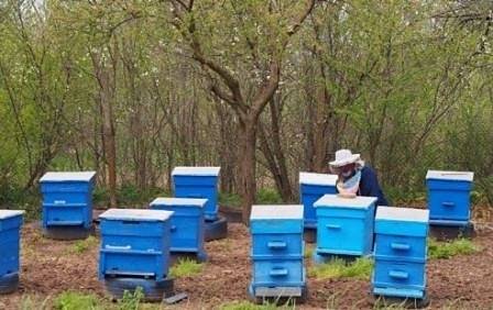 Свикват извънредно Консултативния съвет по пчеларство