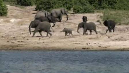 Ботсвана обмисля да разреши отново лова на слонове