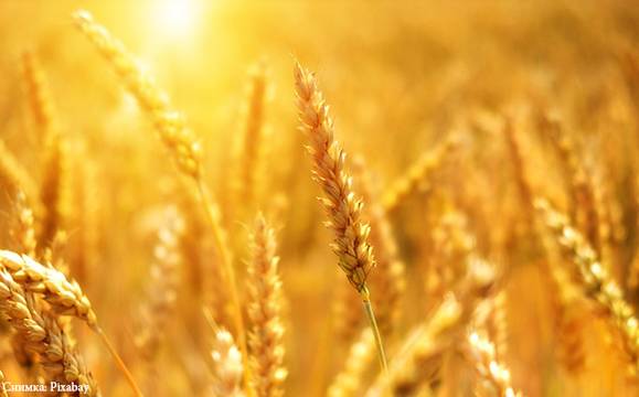 Внимание, пчелари! През следващата седмица ще пръскат посевите с пшеница