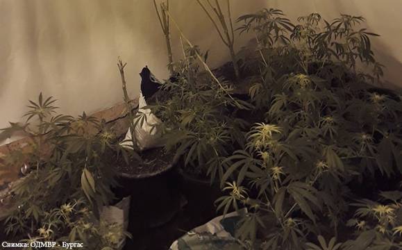 Намериха домашна оранжерия за канабис в дома на бургазлия в „Акациите“