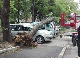 Дърво падна върху коли в столичния кв. „Красно село“ (СНИМКА)