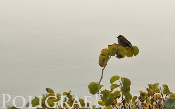 Жълт код за дъжд и гръмотевици е в сила в западната половина на България