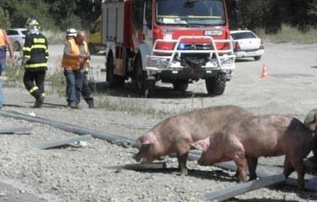 Затвориха Ришкия проход заради инцидент с тир, превозващ прасета