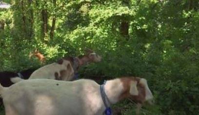 Нюйоркски парк пусна кози да се справят с вредната растителност