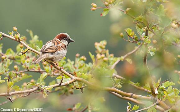 Врабчебройците преброиха 3 138 врабчета тази година