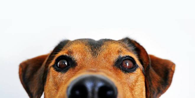 Как кучетата надушват лошите хора?