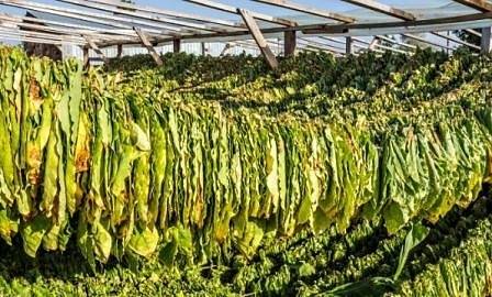 На 31 май изтича крайният срок за регистрация на тютюнопроизводителите