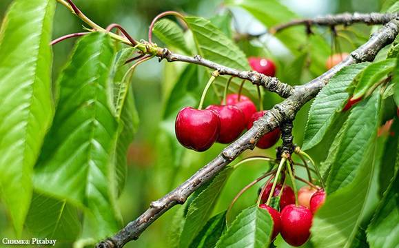 МВР ще брани реколтата от череши в Кюстендилско