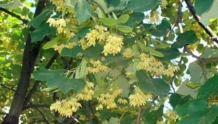 Кампанията за прибирането на липовия цвят започна, въвеждат се ограничения