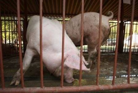 Слагат край на отглеждането на селскостопански животни в клетки