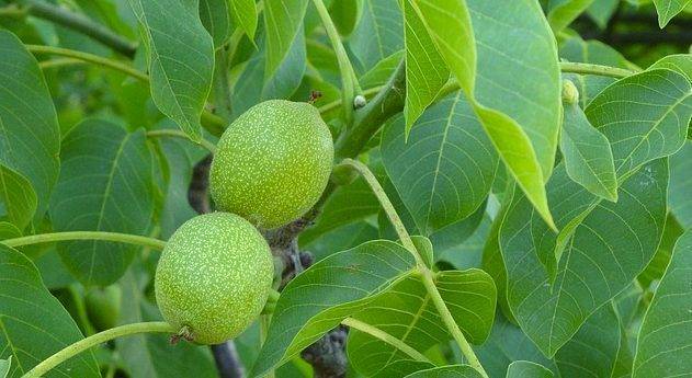 Листата на ореха са дар Божи: Особено през май и юни лечебната им мощ е огромна