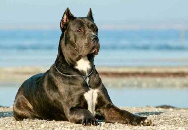 Ужас! Пет кучета Кане корсо разкъсаха млад мъж в село Владо Тричков!