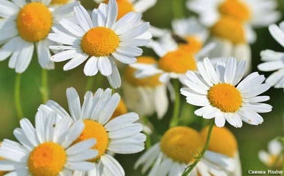 Фестивал на Билките ще омайва посетителите на „Света Анастасия“ този уикенд