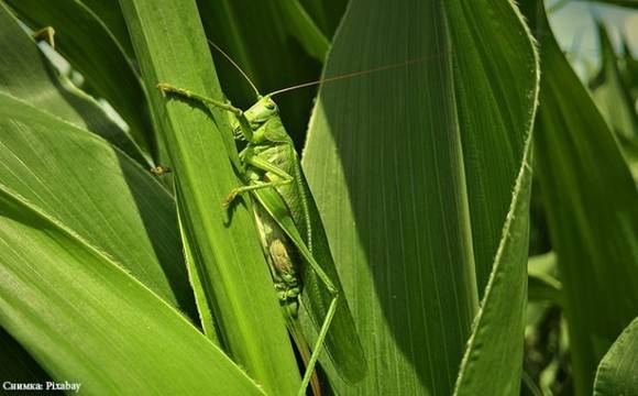 Нашествие на скакалци унищожава посеви в Сардиния